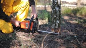 Best Tree Removal Services  in Trafalgar, IN